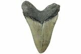 Serrated, Fossil Megalodon Tooth - North Carolina #311835-1